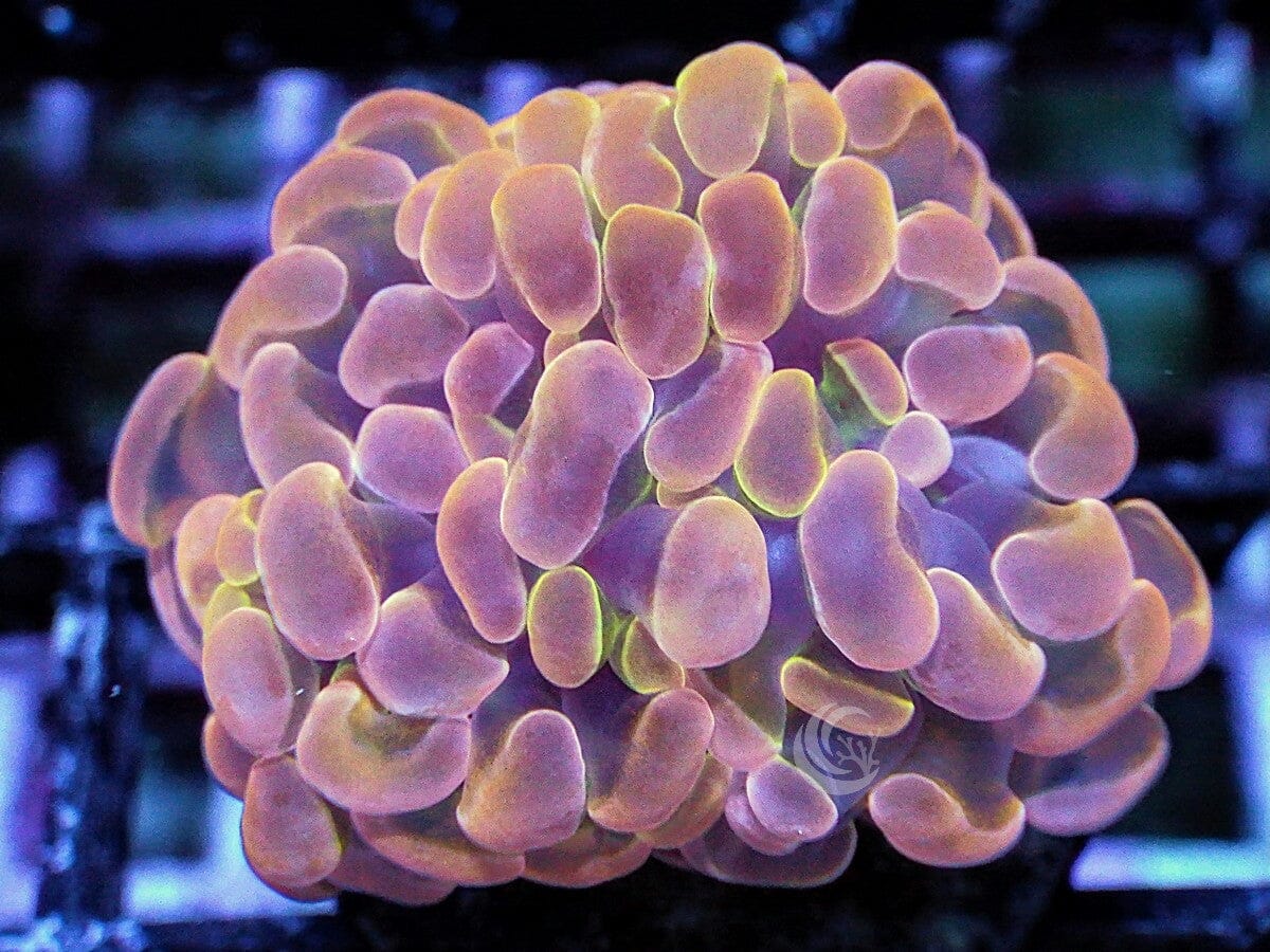 Orange Branching Hammer