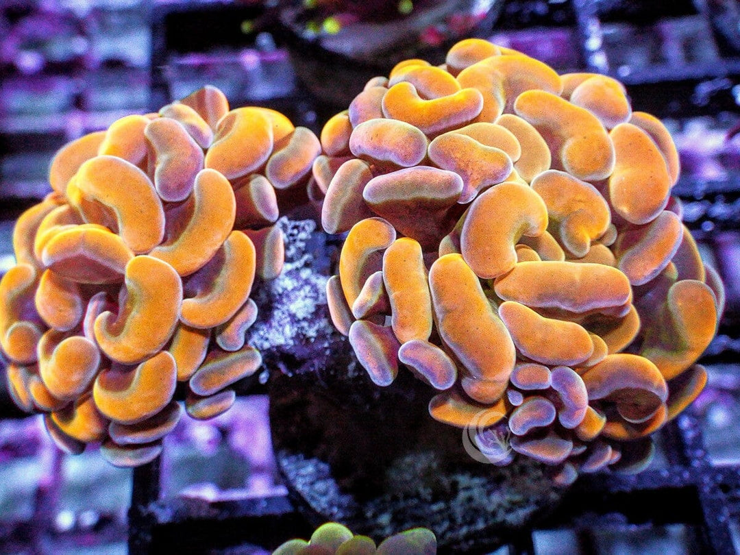 Gold Branching Hammer 