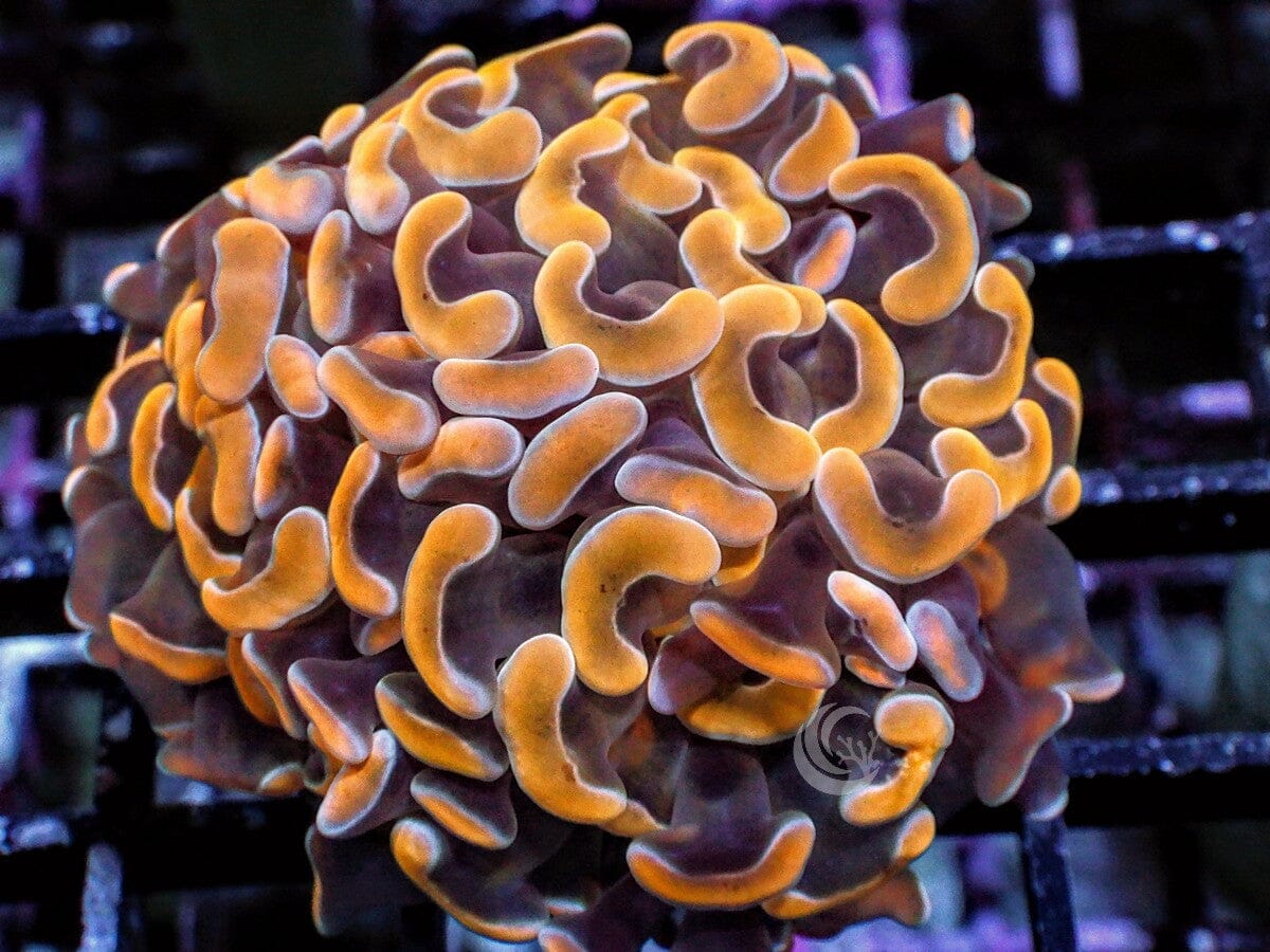 Gold Branching Hammer