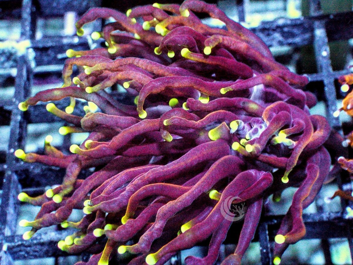 Bird of Paradise Torch