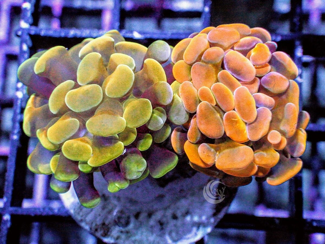 Combo Branching Hammer