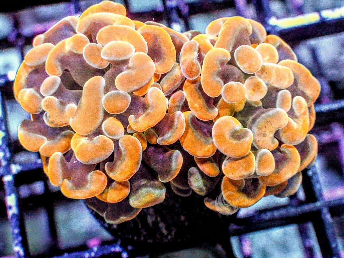 Gold Branching Hammer