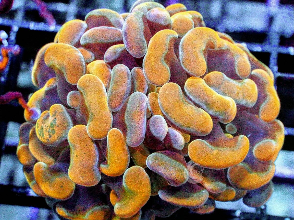 Gold Branching Hammer