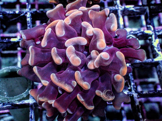 Pink tip Branching Hammer