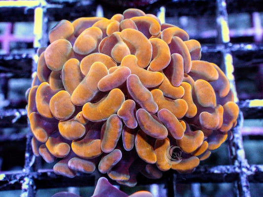 Orange Branching Hammer