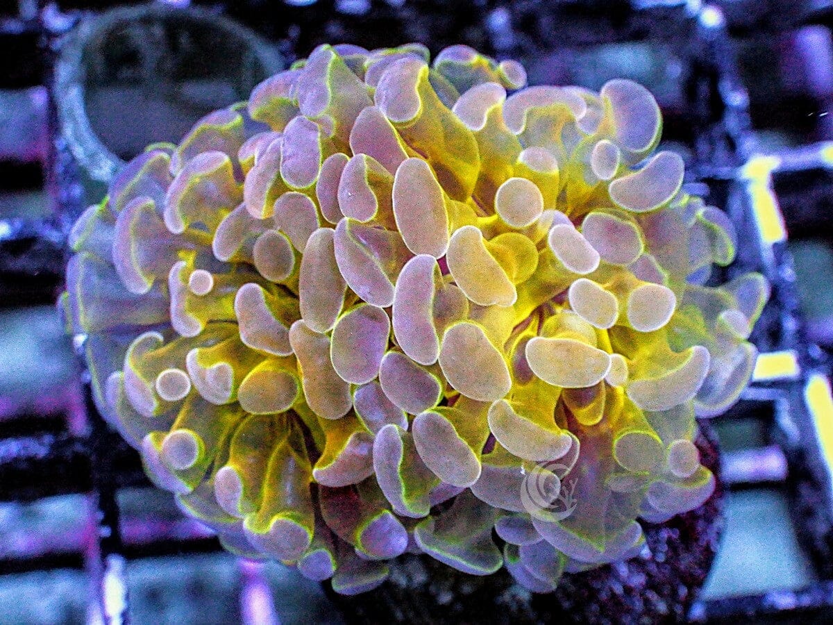 Hologram Branching Hammer