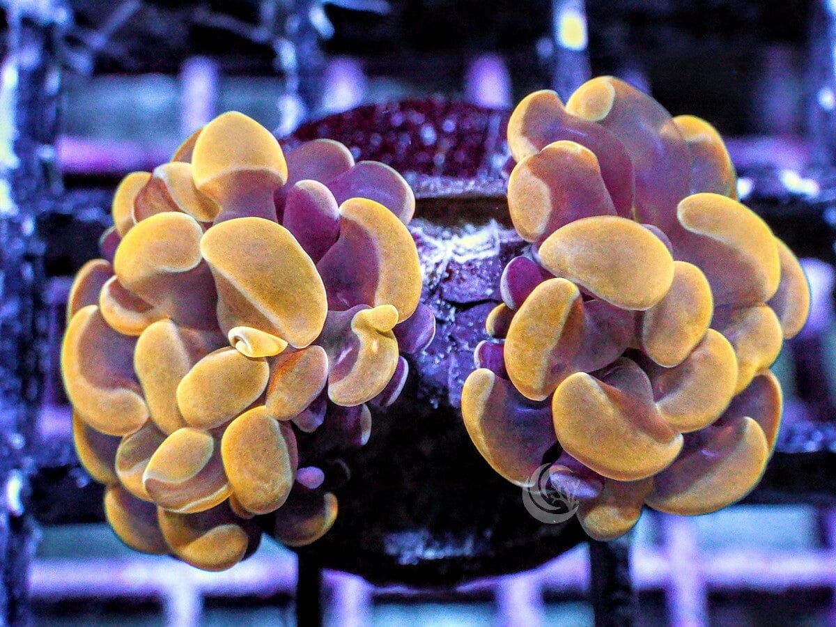 Gold Branching Hammer