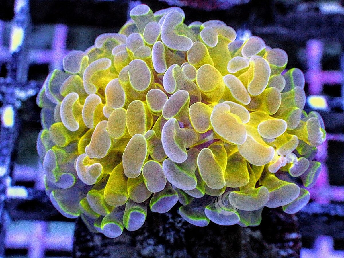 Hologram Branching Hammer