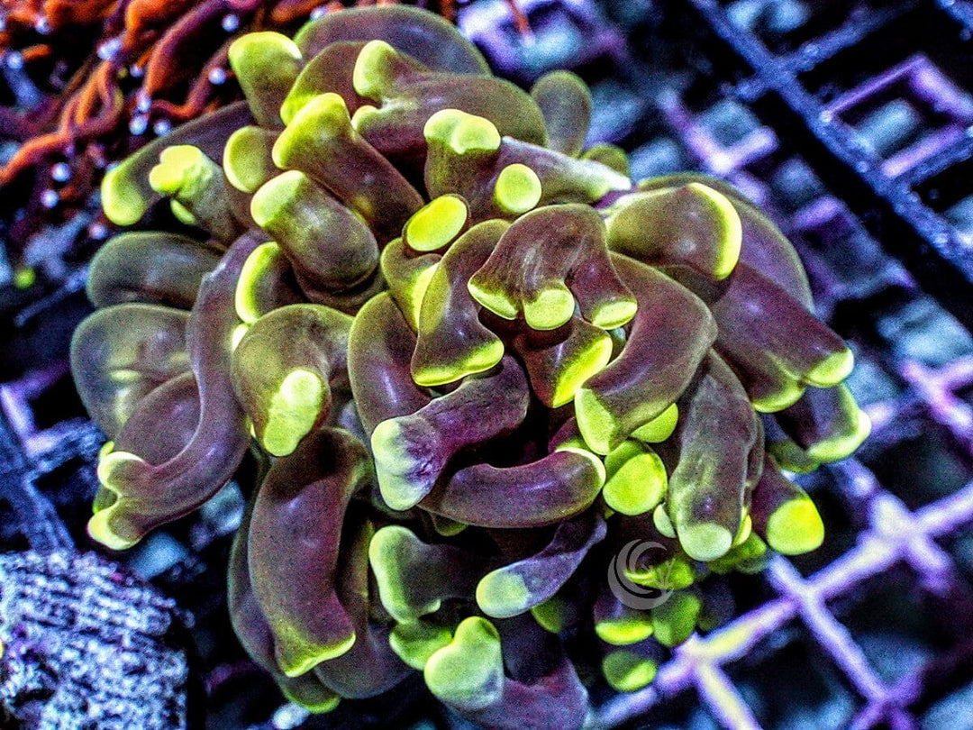 Green tip Branching Hammer