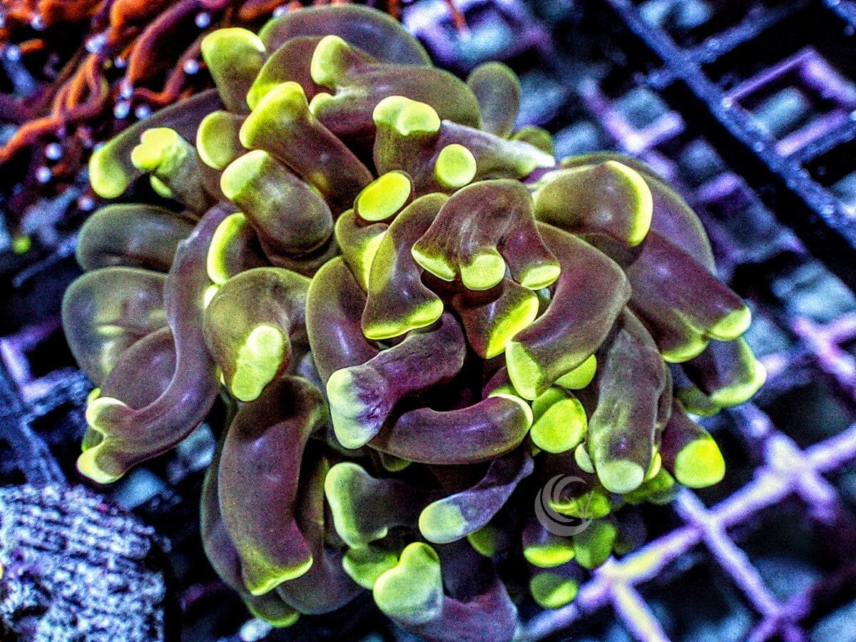 Green tip Branching Hammer