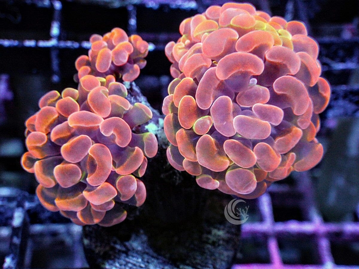 Orange Branching Hammer