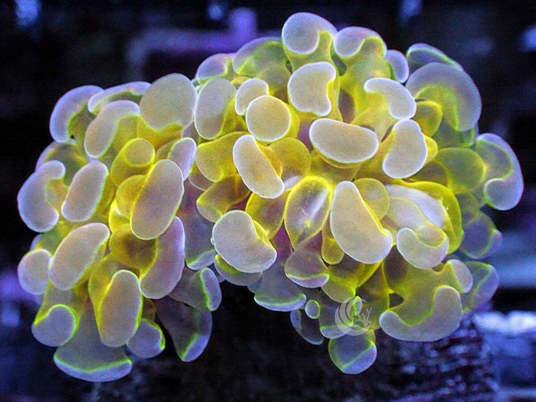 Hologram Branching Hammer