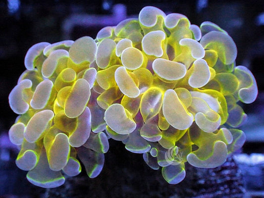 Hologram Branching Hammer
