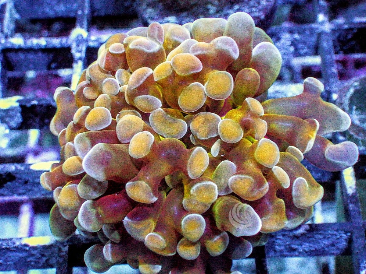 Carmel Branching Hammer