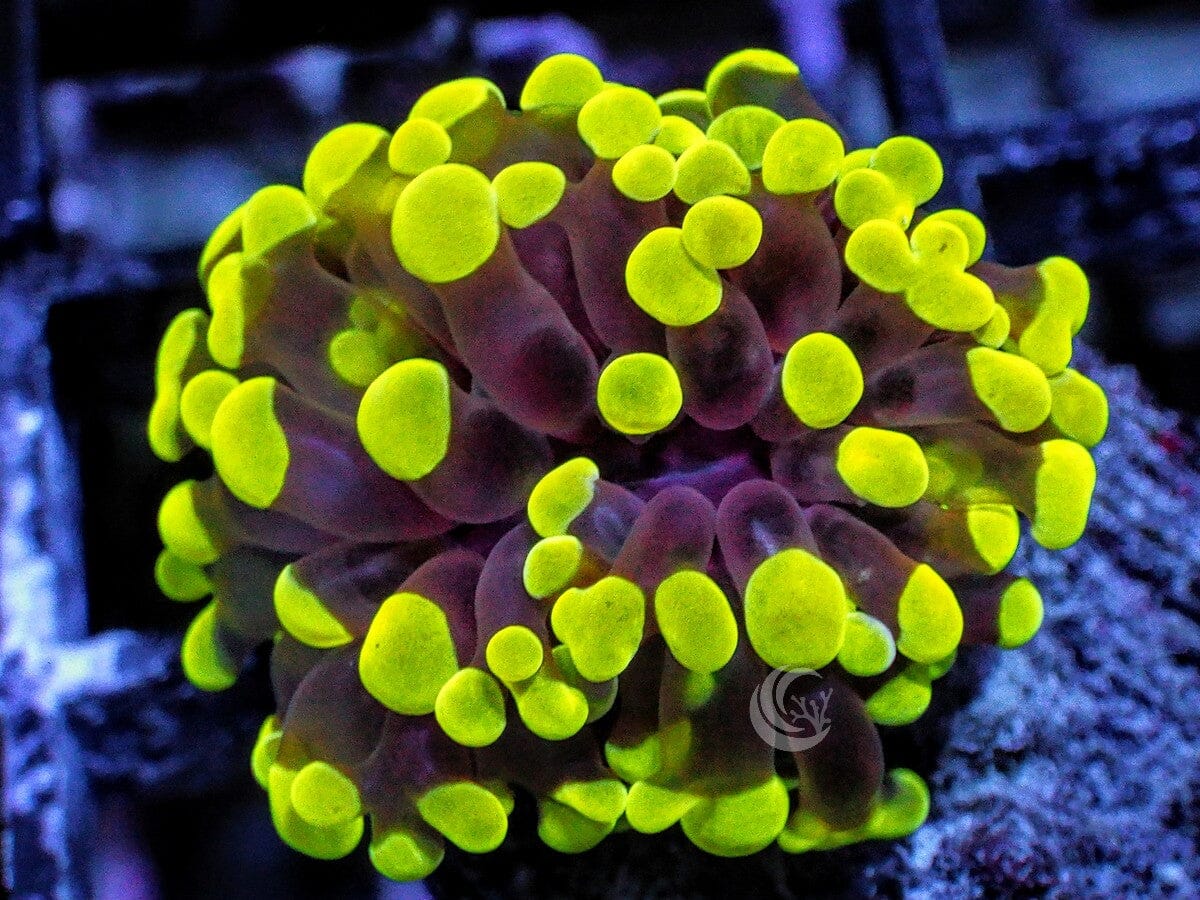 Green tip Branching Hammer