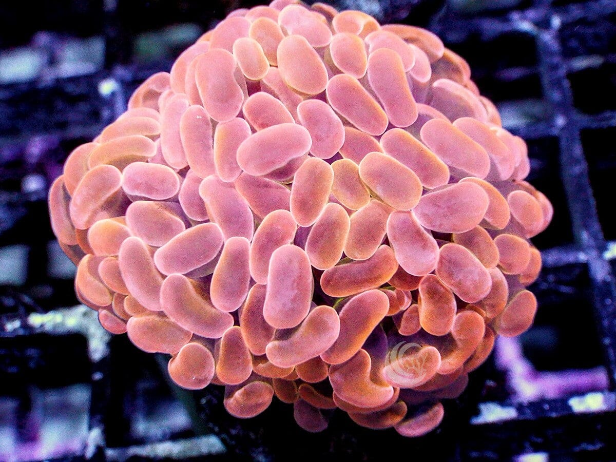 Orange Branching Hammer