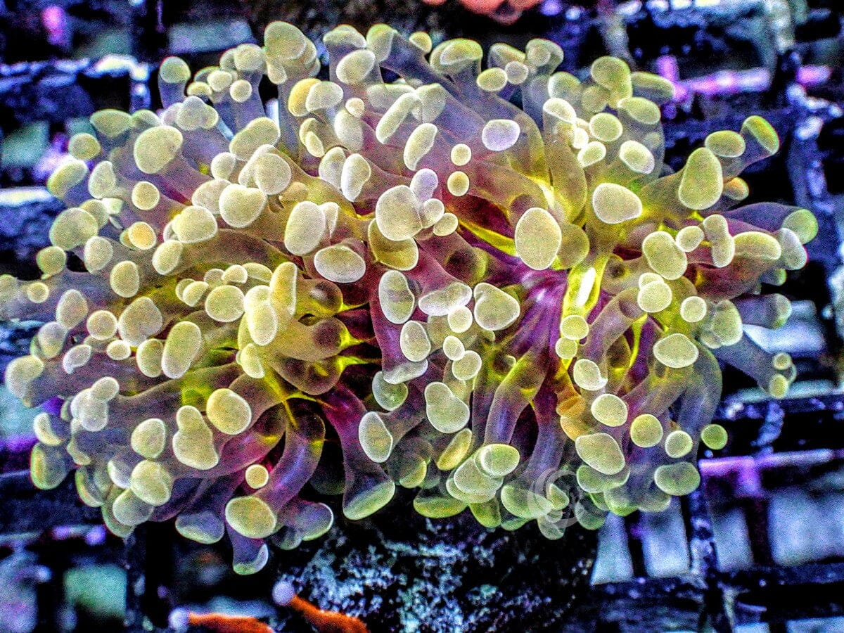 Yellow Branching Hammer