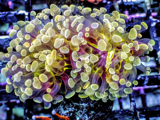 Yellow Branching Hammer