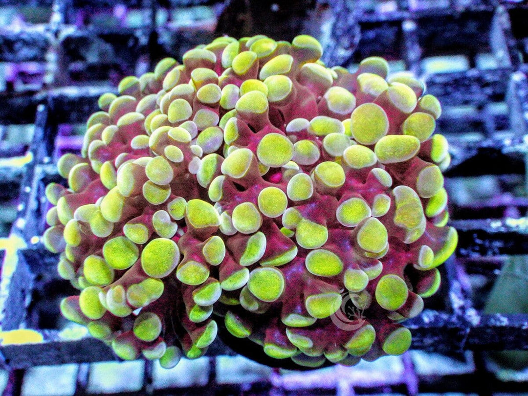 Green tip Branching Hammer