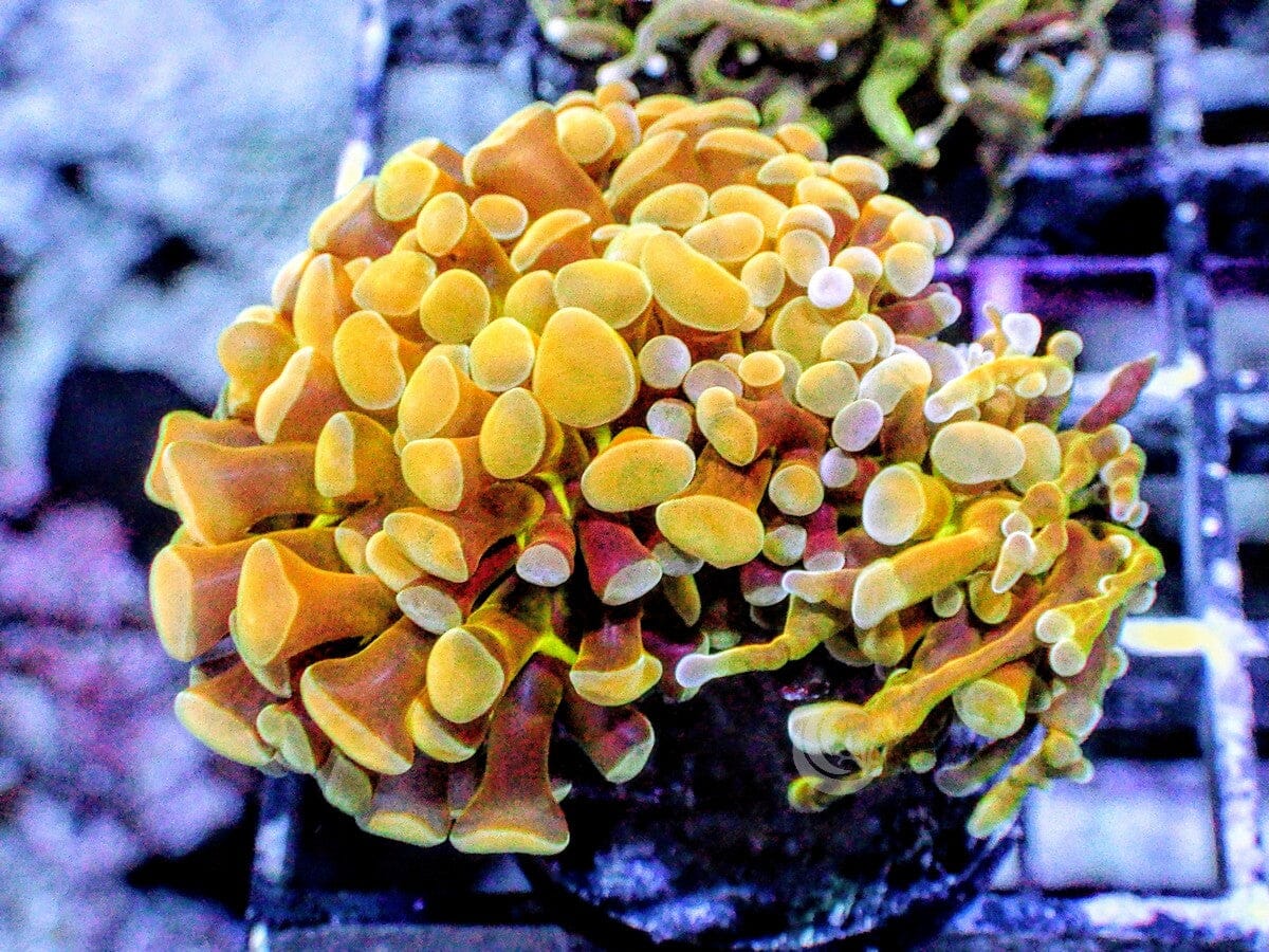 Gold Branching Hammer