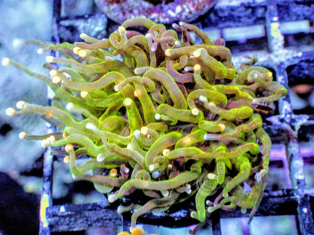 Green Torch