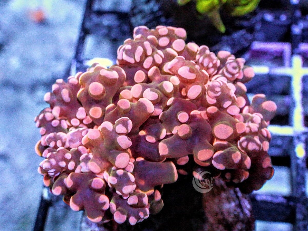 Red-Orange Branching Frogspawn