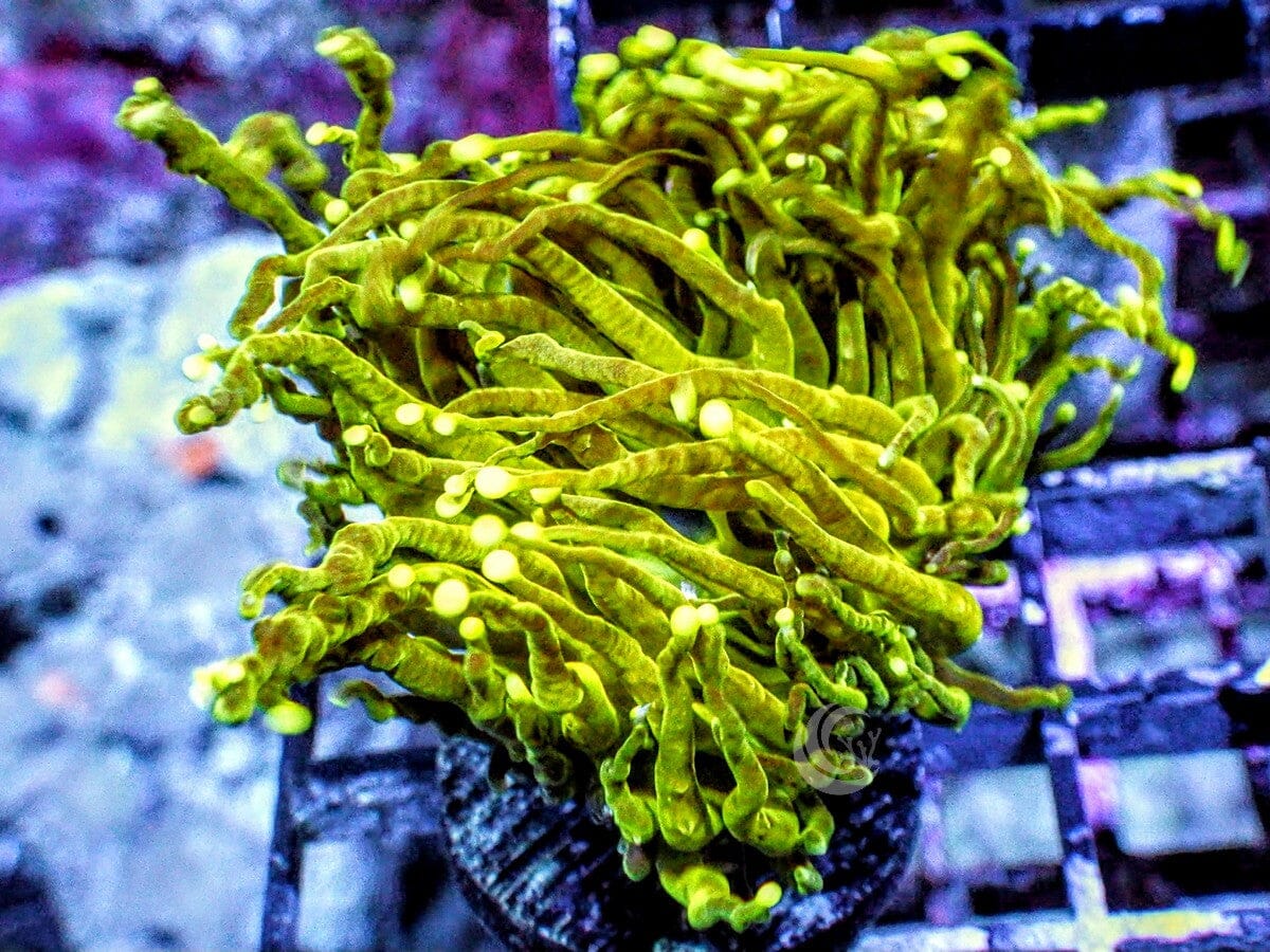 Green Torch