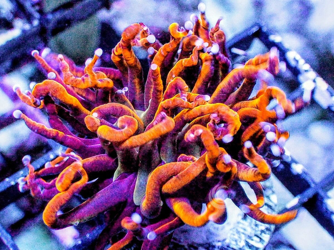 Mardi Gras Torch