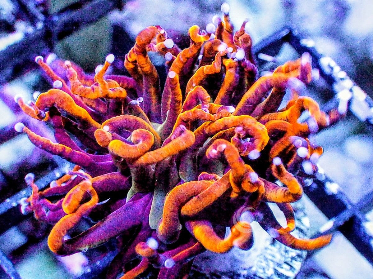 Mardi Gras Torch