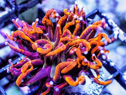 Mardi Gras Torch