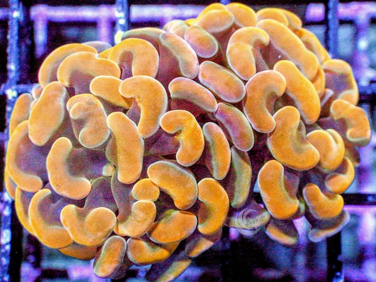 Gold Branching Hammer