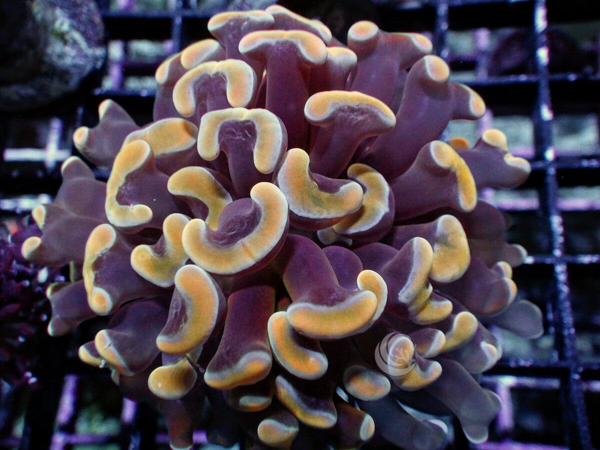 Gold tip Branching Hammer