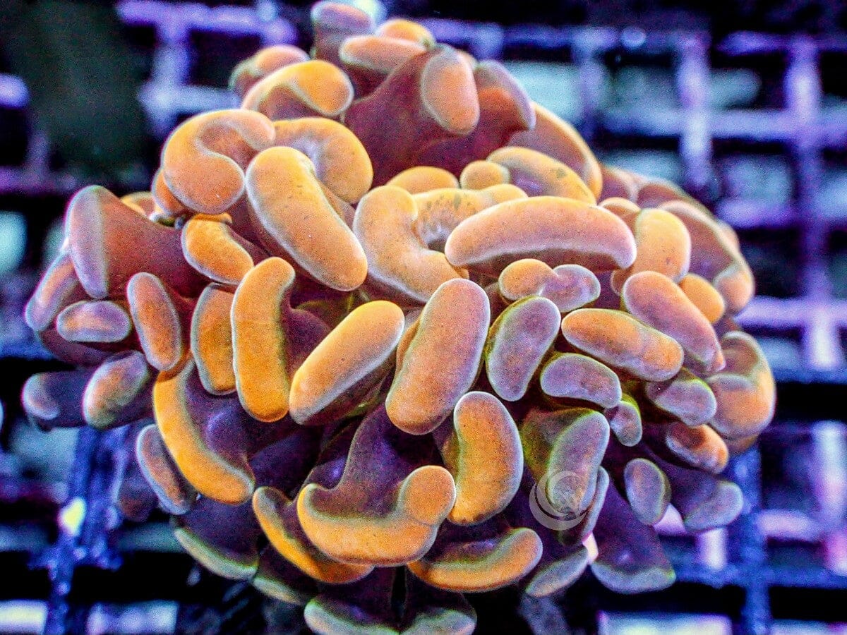 Gold Branching Hammer