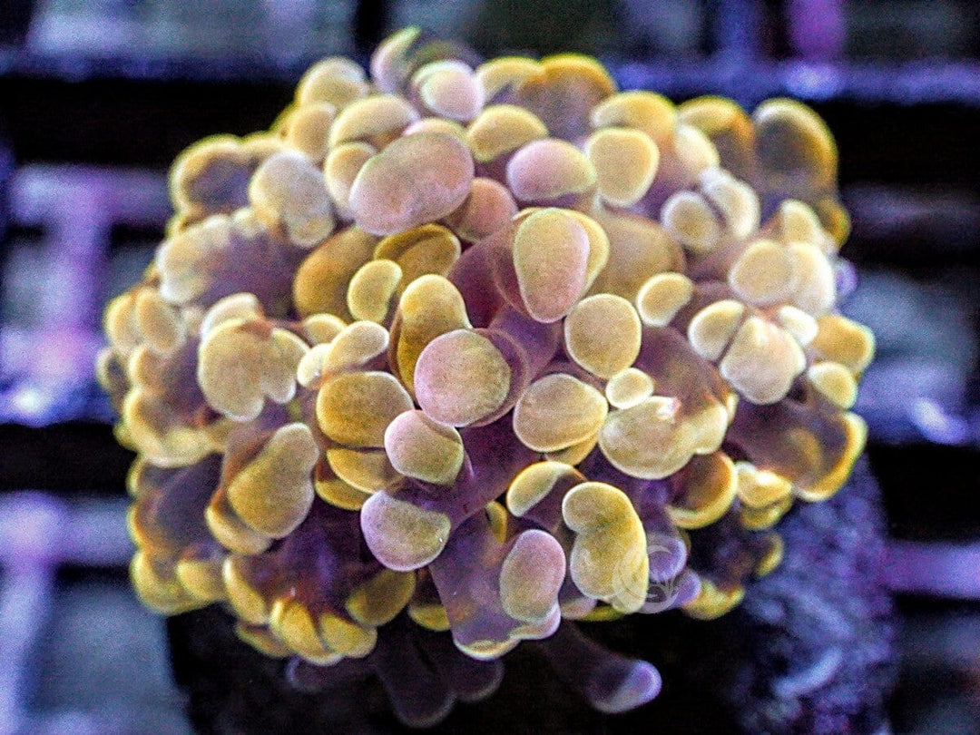 Yellow-Gold Branching Hammer