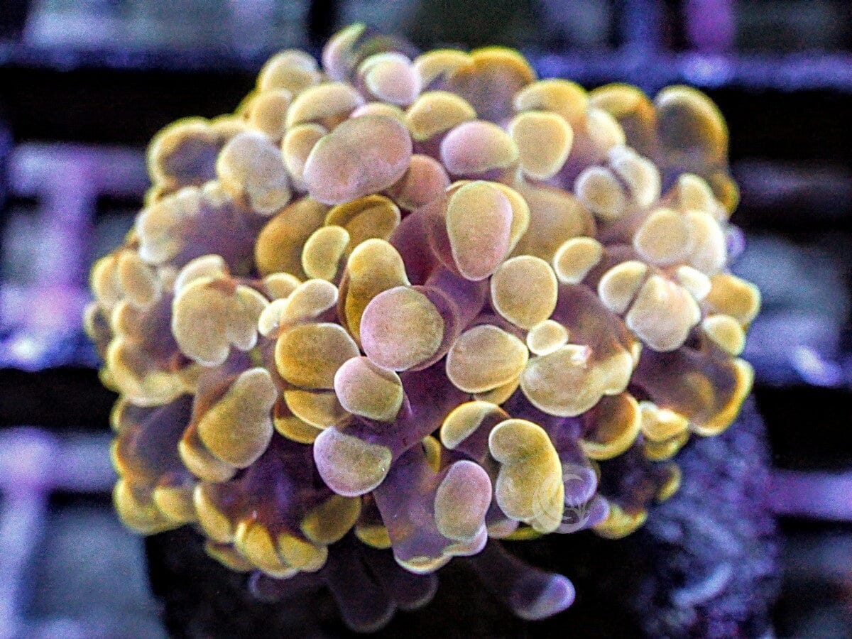 Yellow-Gold Branching Hammer