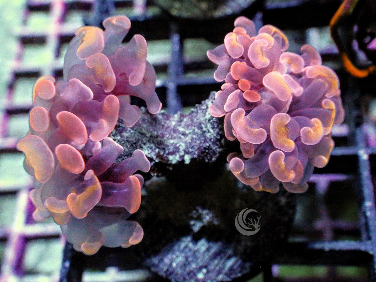 Orange Branching Hammer