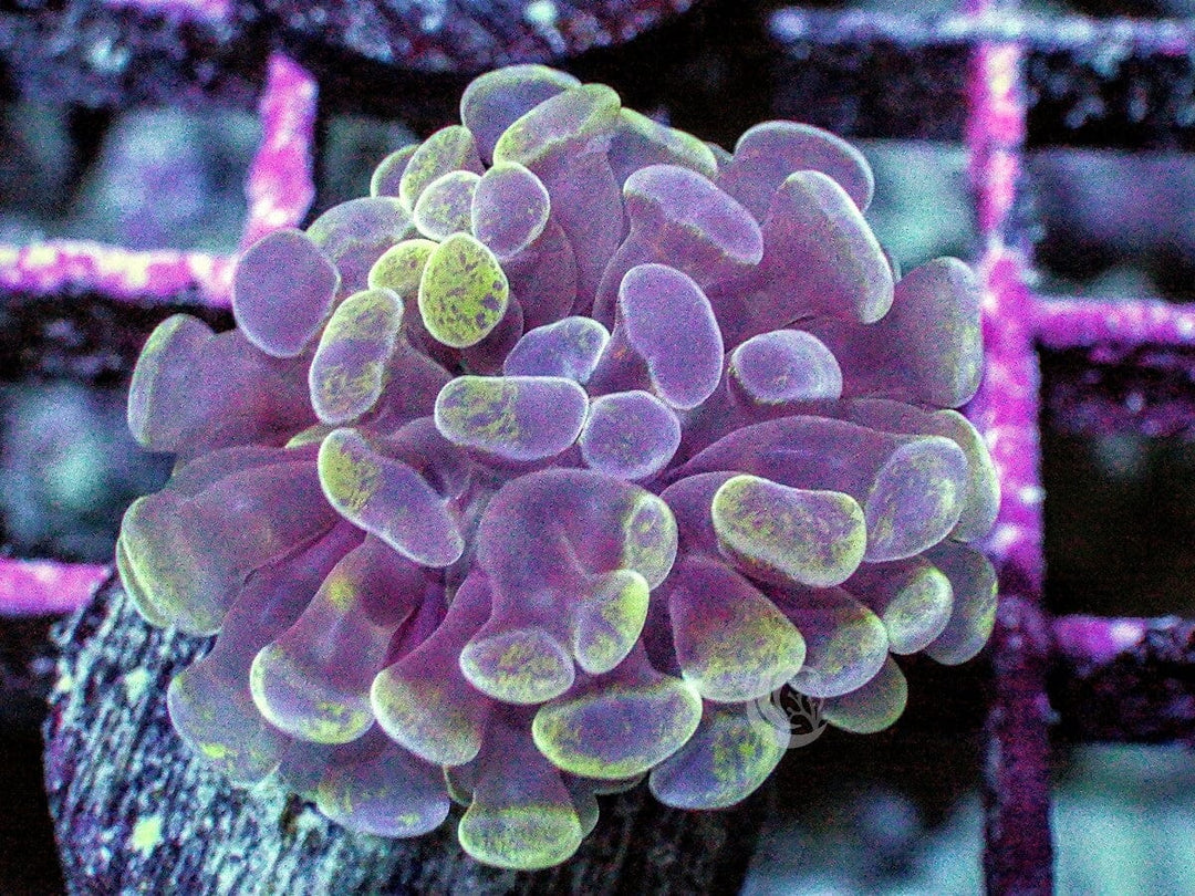 Splattered Branching Hammer