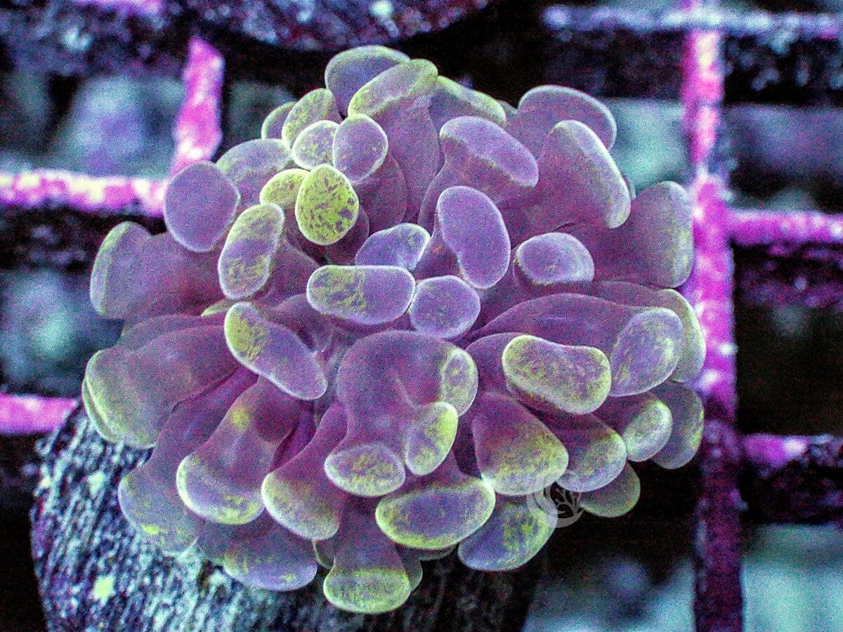 Splattered Branching Hammer