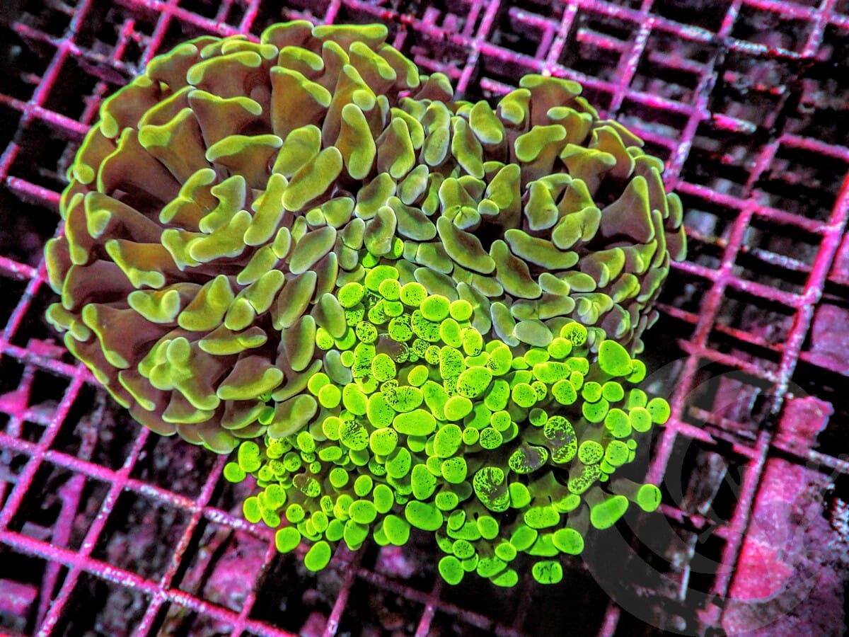 Branching Hammer Garden