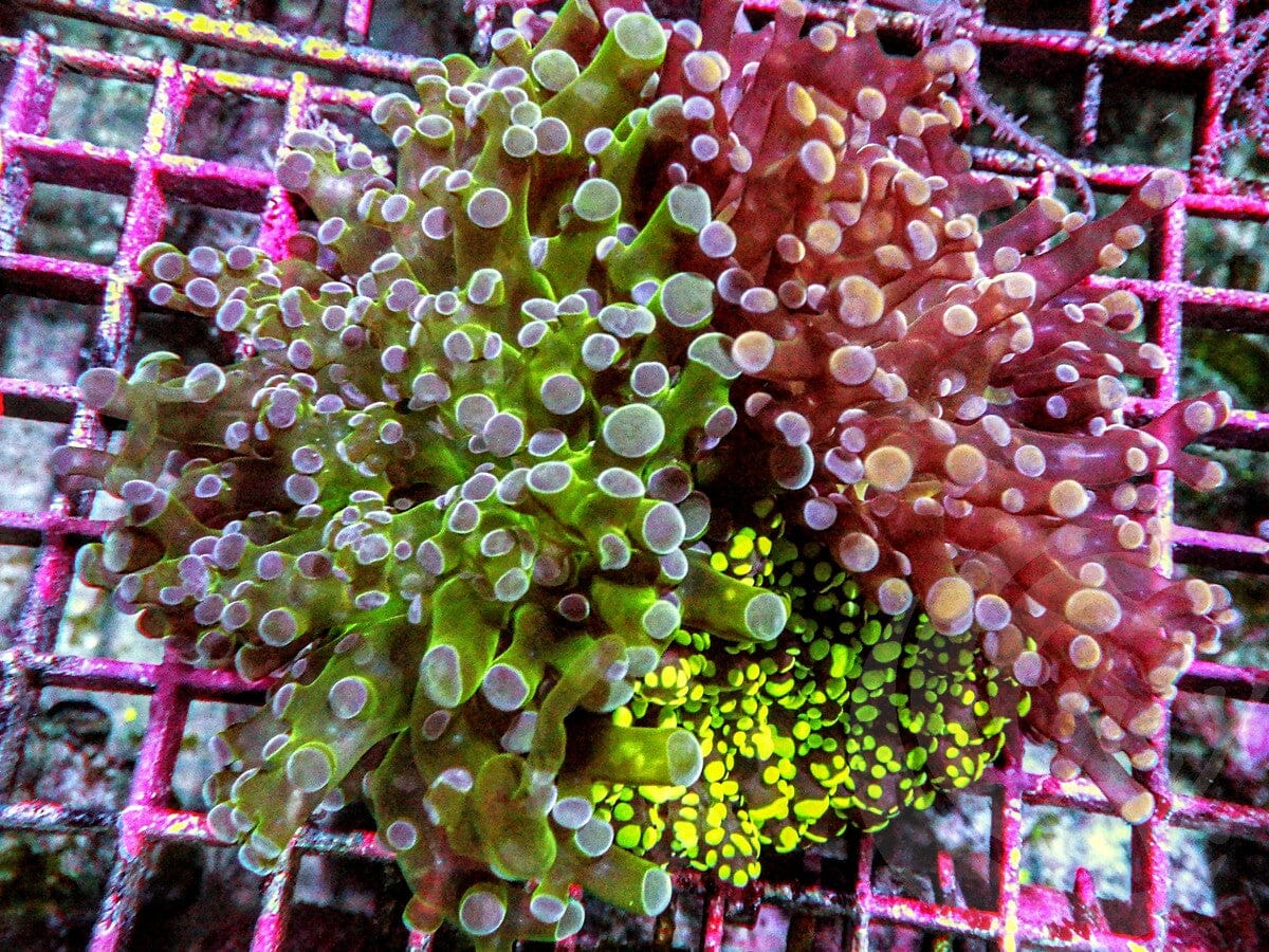 Branching Frogspawn Garden