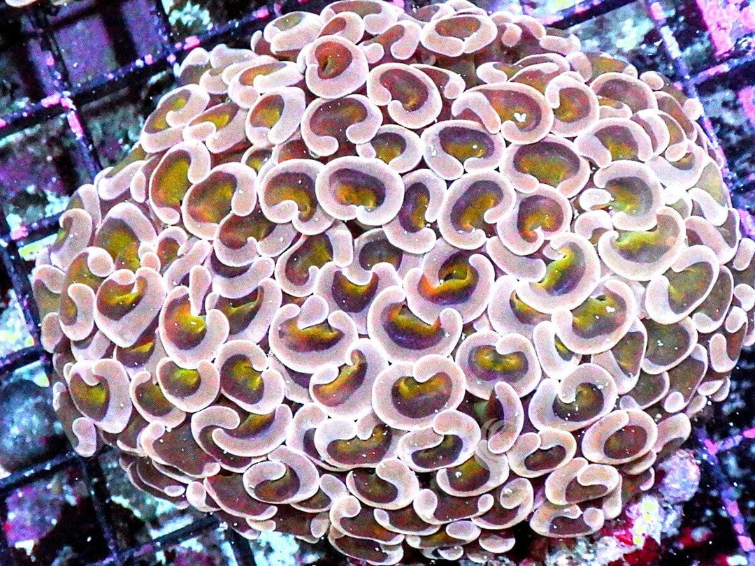 Multicolor Wall Hammer