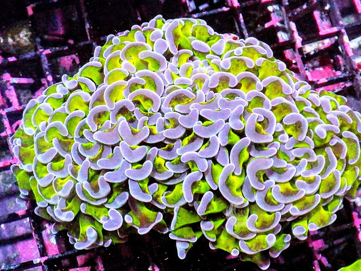 Purple tip Green Wall Hammer