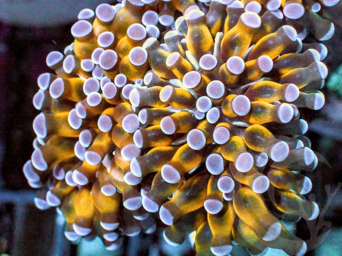 Gold Cristata