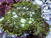 Bubbling Rhodactis Mushroom