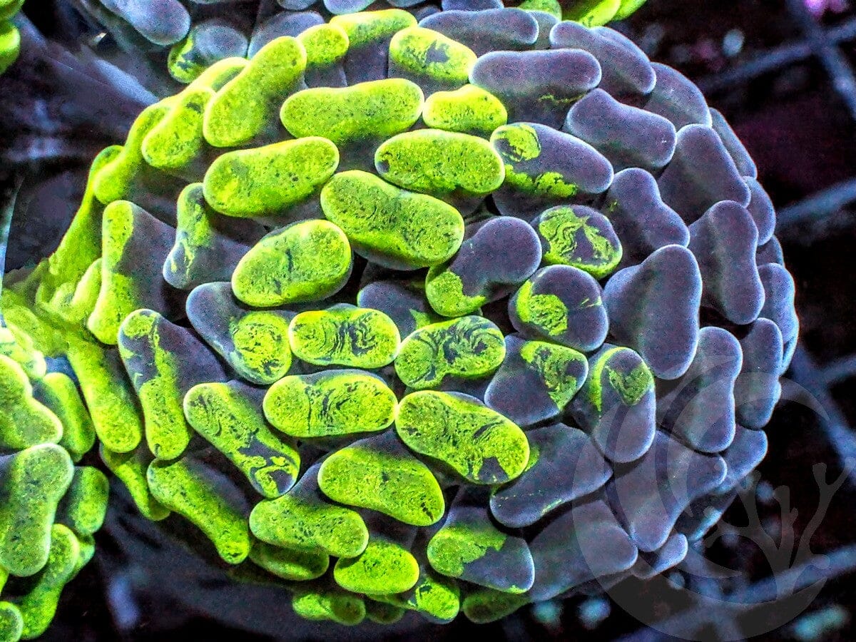 Splattered Branching Hammer