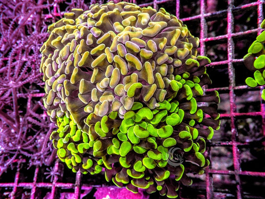 Ultra Branching Hammer Garden