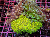 Branching Frogspawn Garden