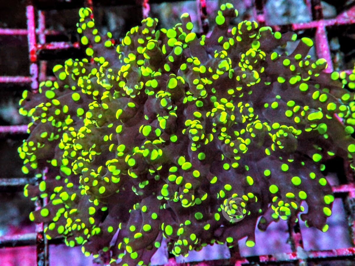 Lemon-Lime Branching Frogspawn