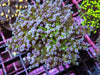 Purple tip Green Branching Frogspawn