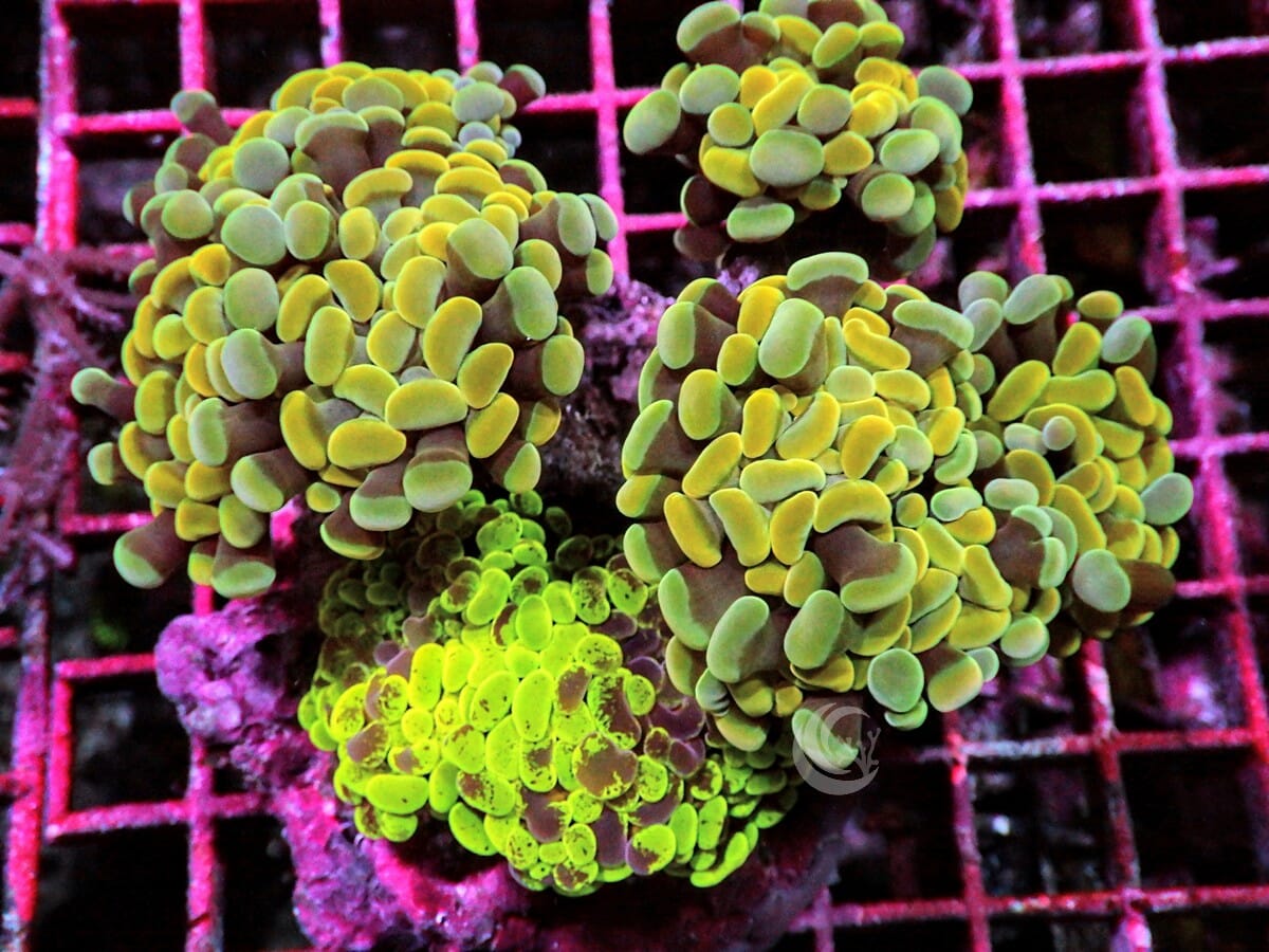 Ultra Branching Hammer Garden